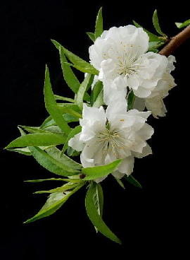 <em>虎年</em>盛姓<em>女孩起名</em>-宝宝起名-猪八戒网