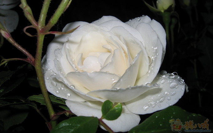 <em>朱姓女宝宝取名</em>-特急-宝宝起名-猪八戒网