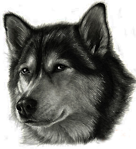 不要把照片p成素描样式上传