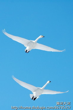 婚庆天猫店营销策划方案 - 淘宝店铺策划