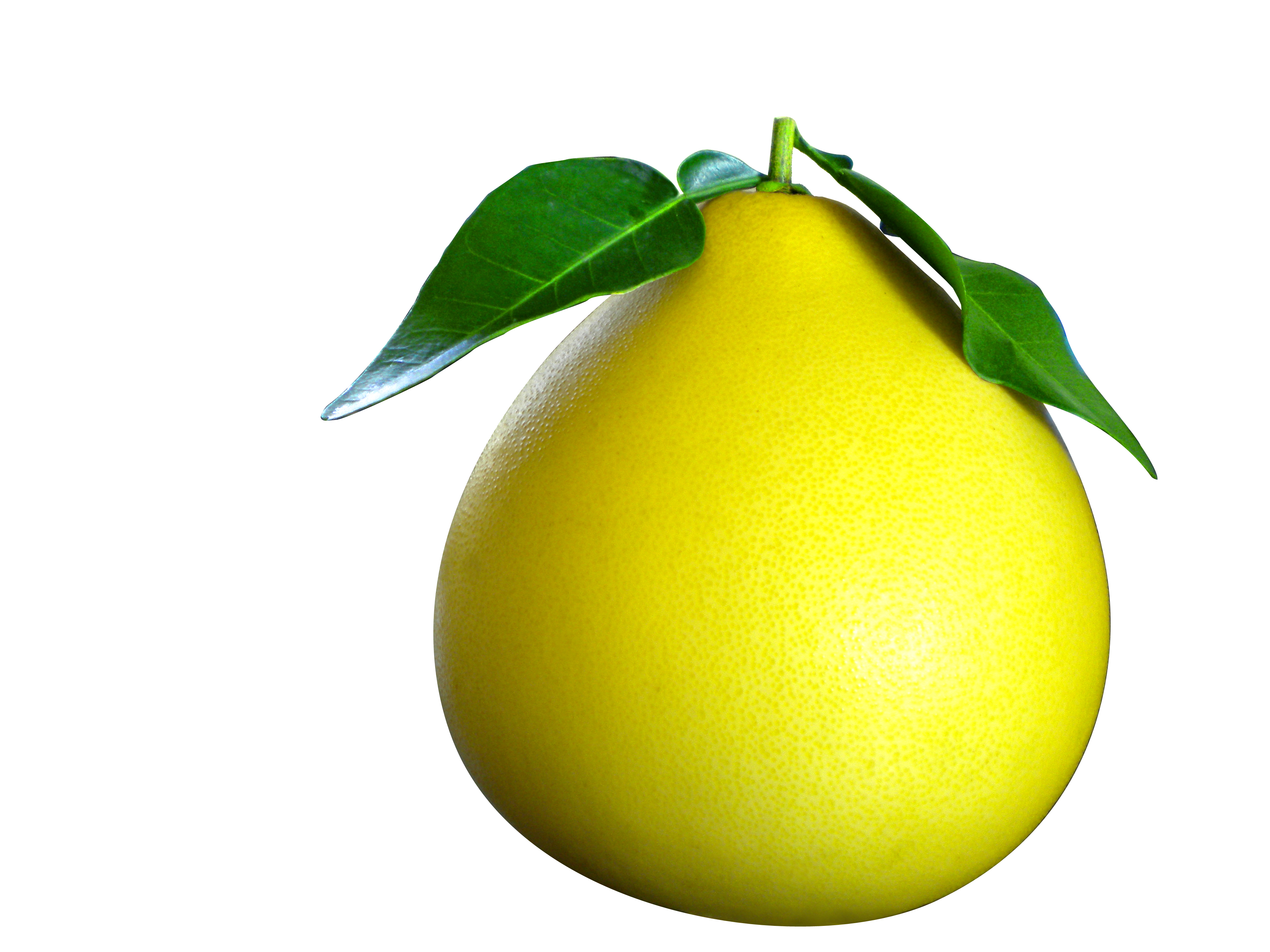 还有好柚来的标志 附件: 好柚来原来设计.jpg 柚子图片2.