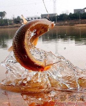 三峡生态鱼征集广告语,定位语