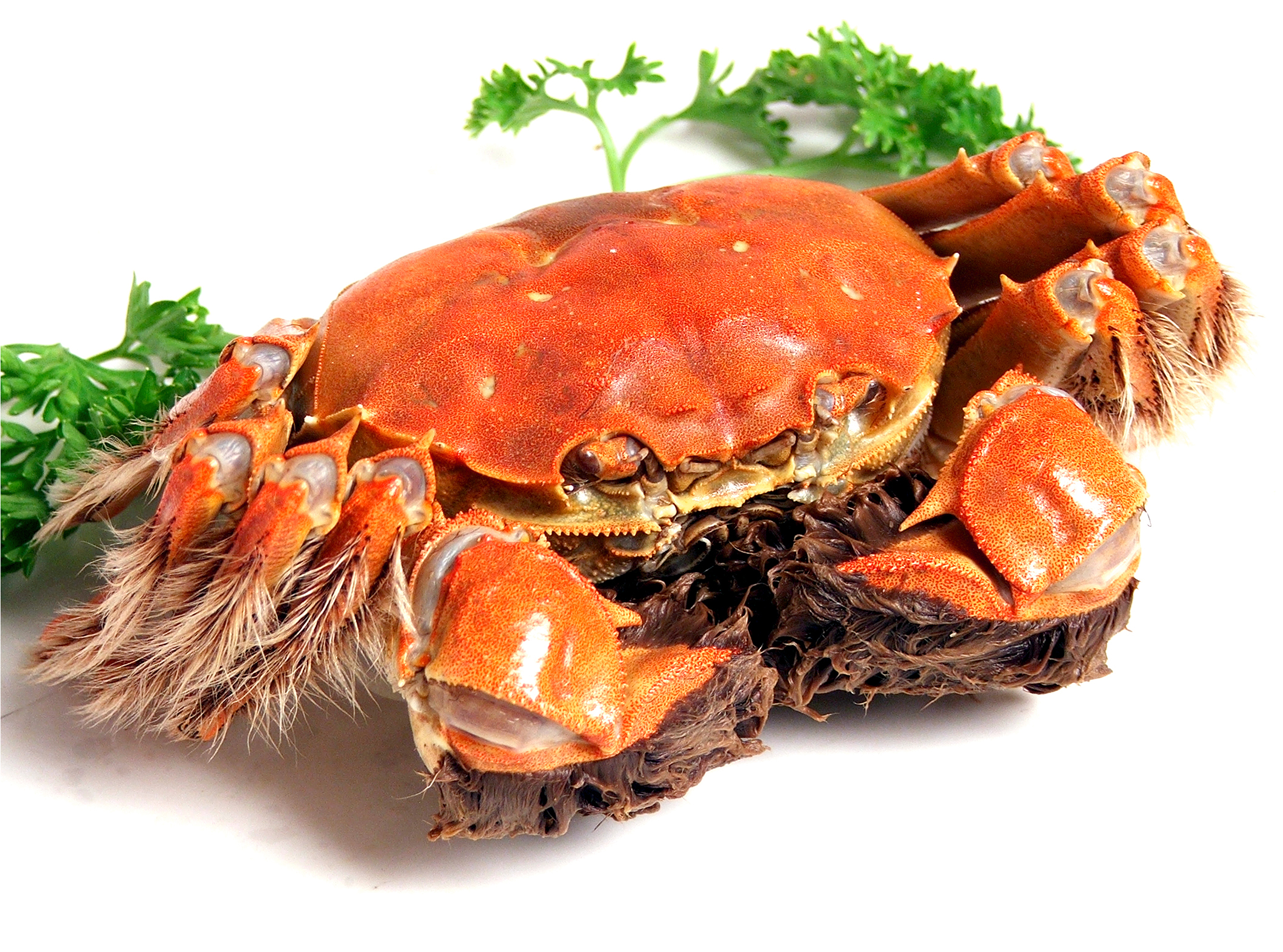 慕容蟹府阳澄湖大闸蟹淘宝店logo设计,首页宝贝详情设计