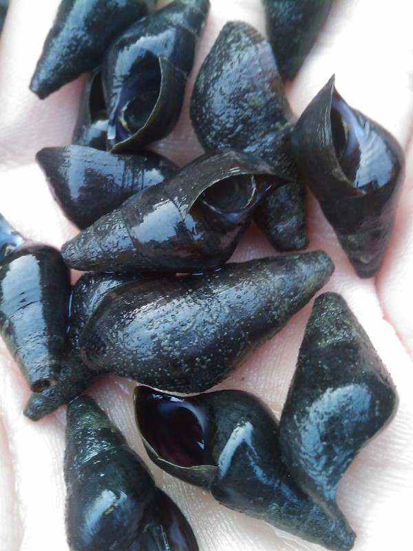 寻找石螺 也叫山坑罗.找到有奖1000大洋,可以合作