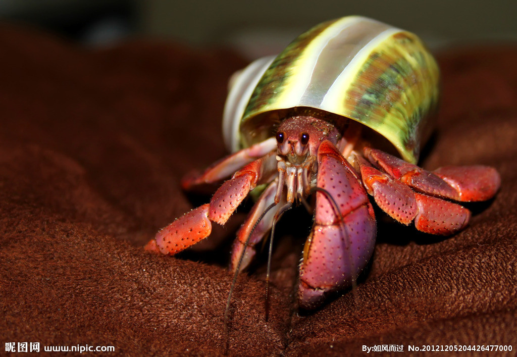 臻味坊海鲜logo设计-logo设计-logo/vi设计 -猪八戒网