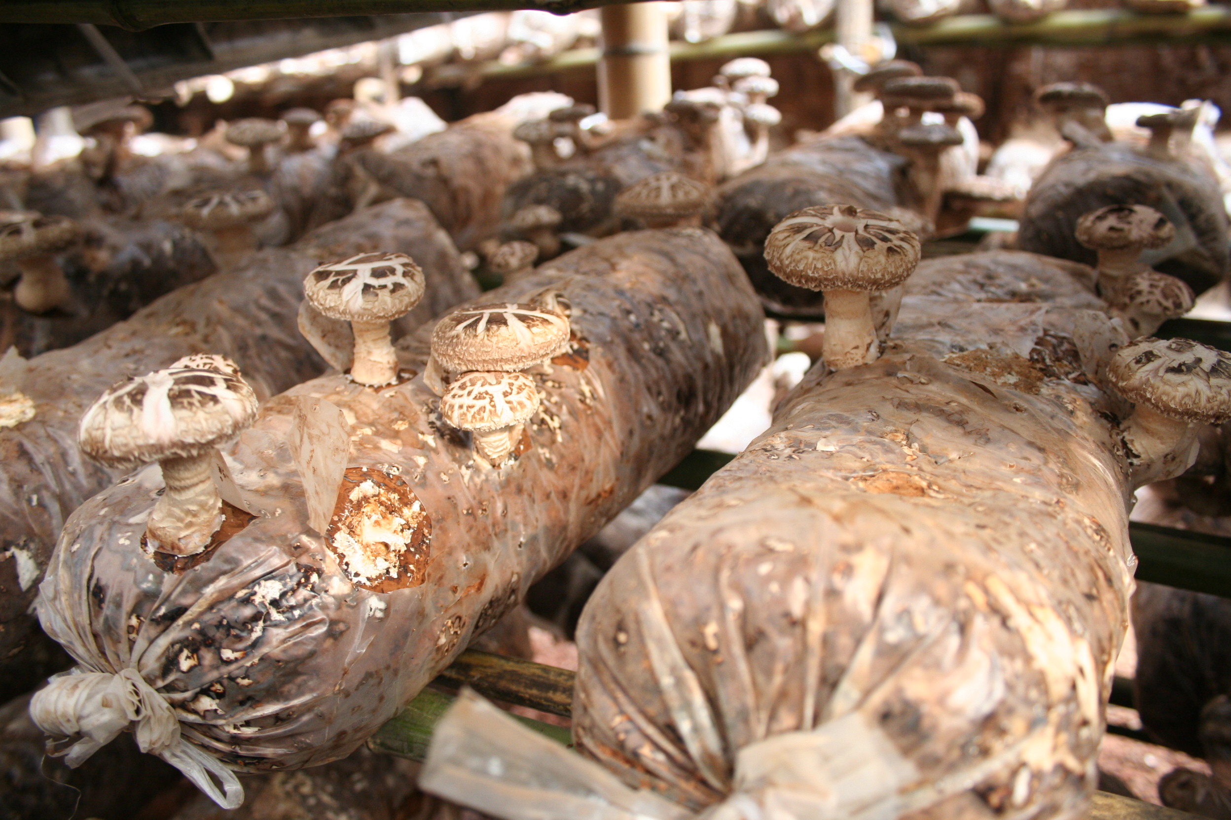 帮我拍几张花菇图片