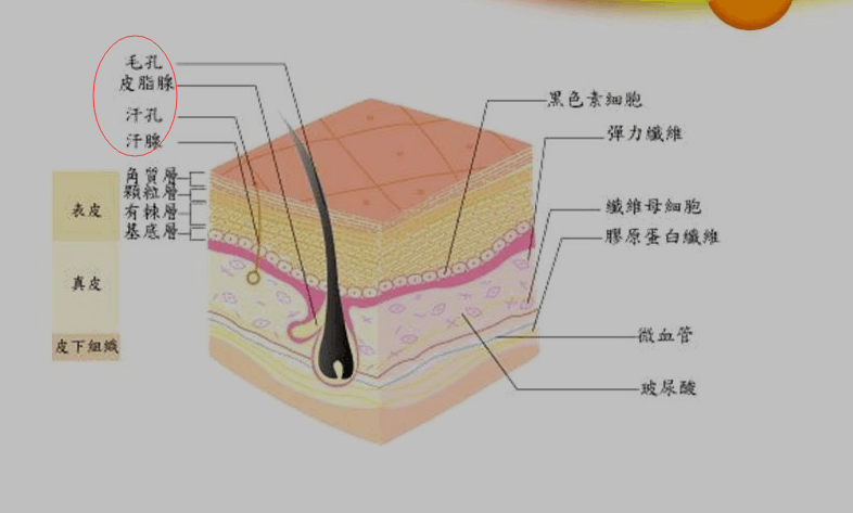 關於人體面部肌膚結構效果圖的設計,能把品牌理念表現在圖上